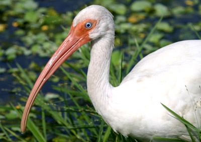 White Ibis