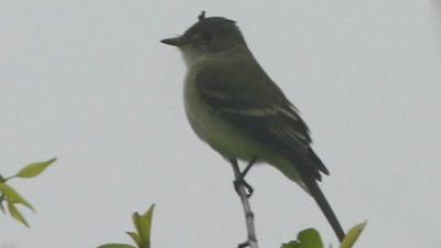 Willow Flycatcher