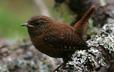 Winter Wren