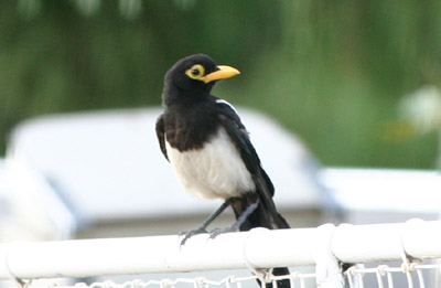 Yellow-billed Magpie