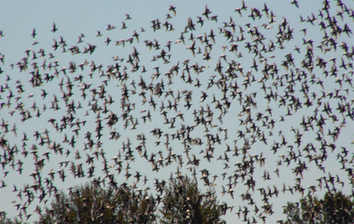 Yellowlegs flock