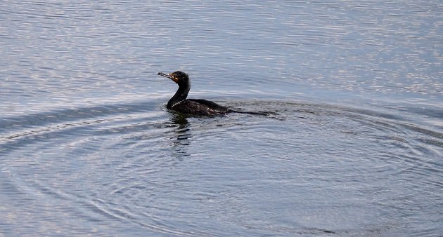 cormorant, new york, dam