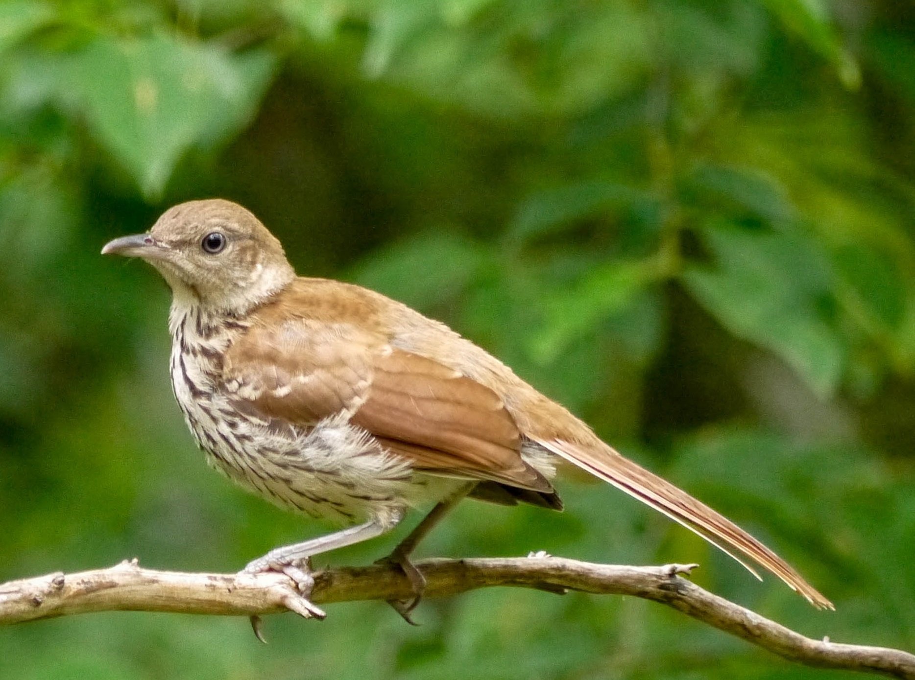 georgias state bird