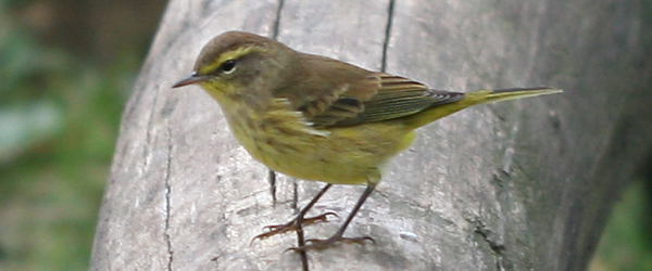 Enjoying the Uncommon Birds at Central Park - 10,000 Birds