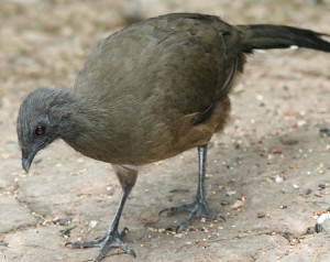 Plain Chachalacas - 10,000 Birds