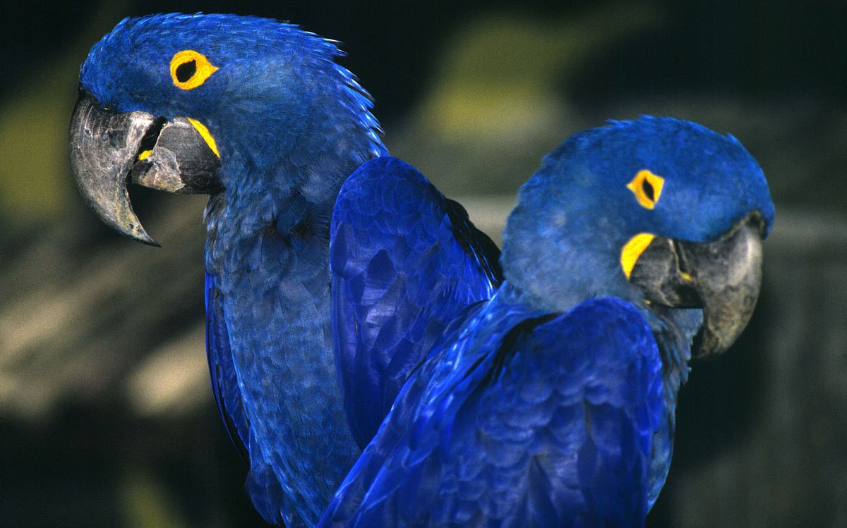 Protecting the Hyacinth Macaw and the Cerrado - 10,000 Birds