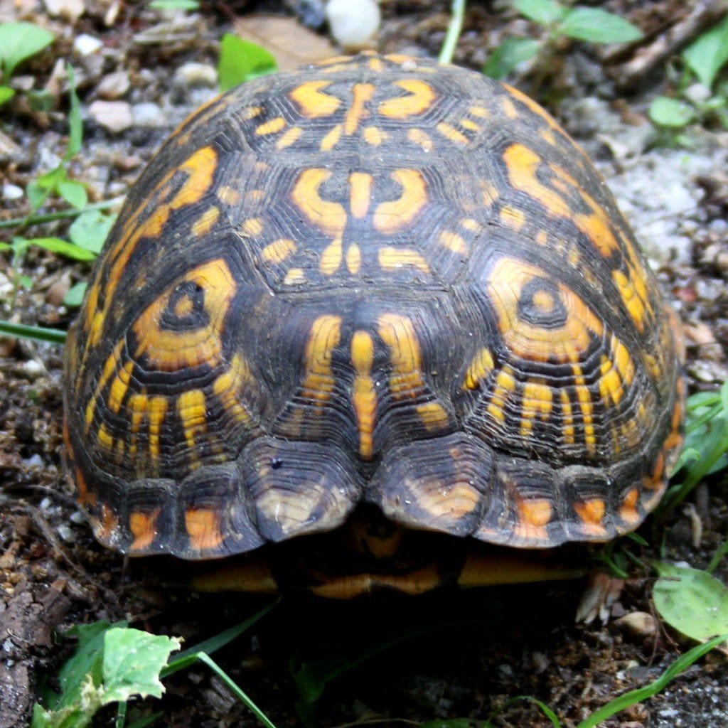 Turtles of Brigantine - 10,000 Birds