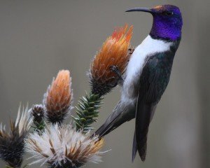 Twenty Hummingbirds To See Before You Die - 10,000 Birds