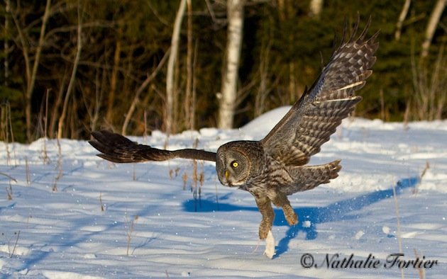 Great Gray Owl carrying off bait (Nathalie Forthier)