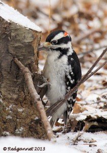 hairy woodpecker call