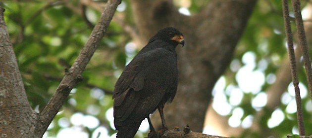 10,000 Birds What is a Black Hawk? - 10,000 Birds