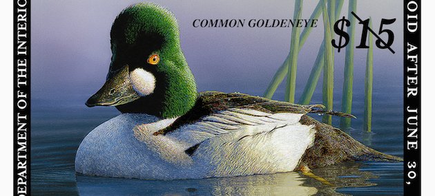 Duck Stamp 2013