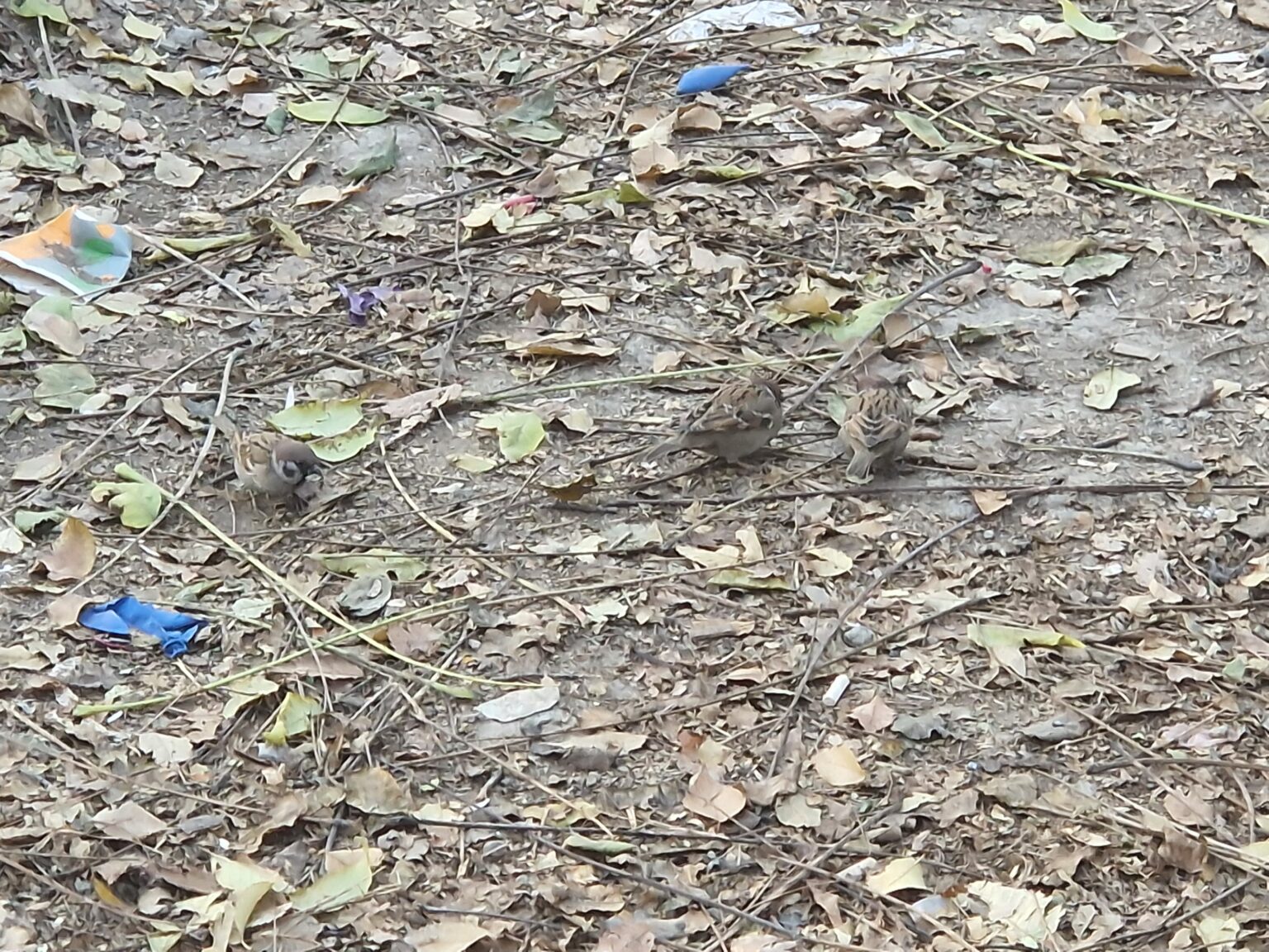 Birding Kabul, Afghanistan - 10,000 Birds