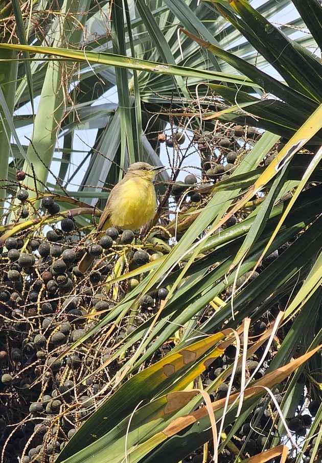 Texas mega-rarity – 10,000 Birds