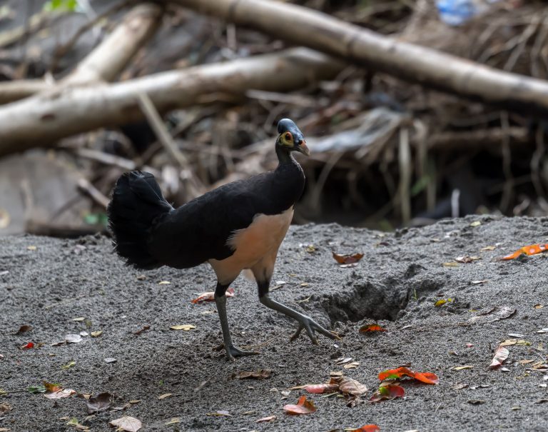 The Maleo of Sulawesi - 10,000 Birds