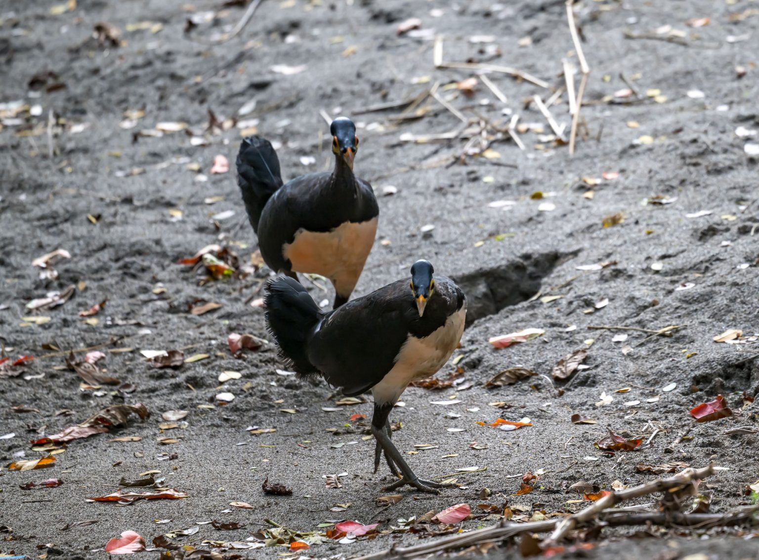 The Maleo of Sulawesi - 10,000 Birds