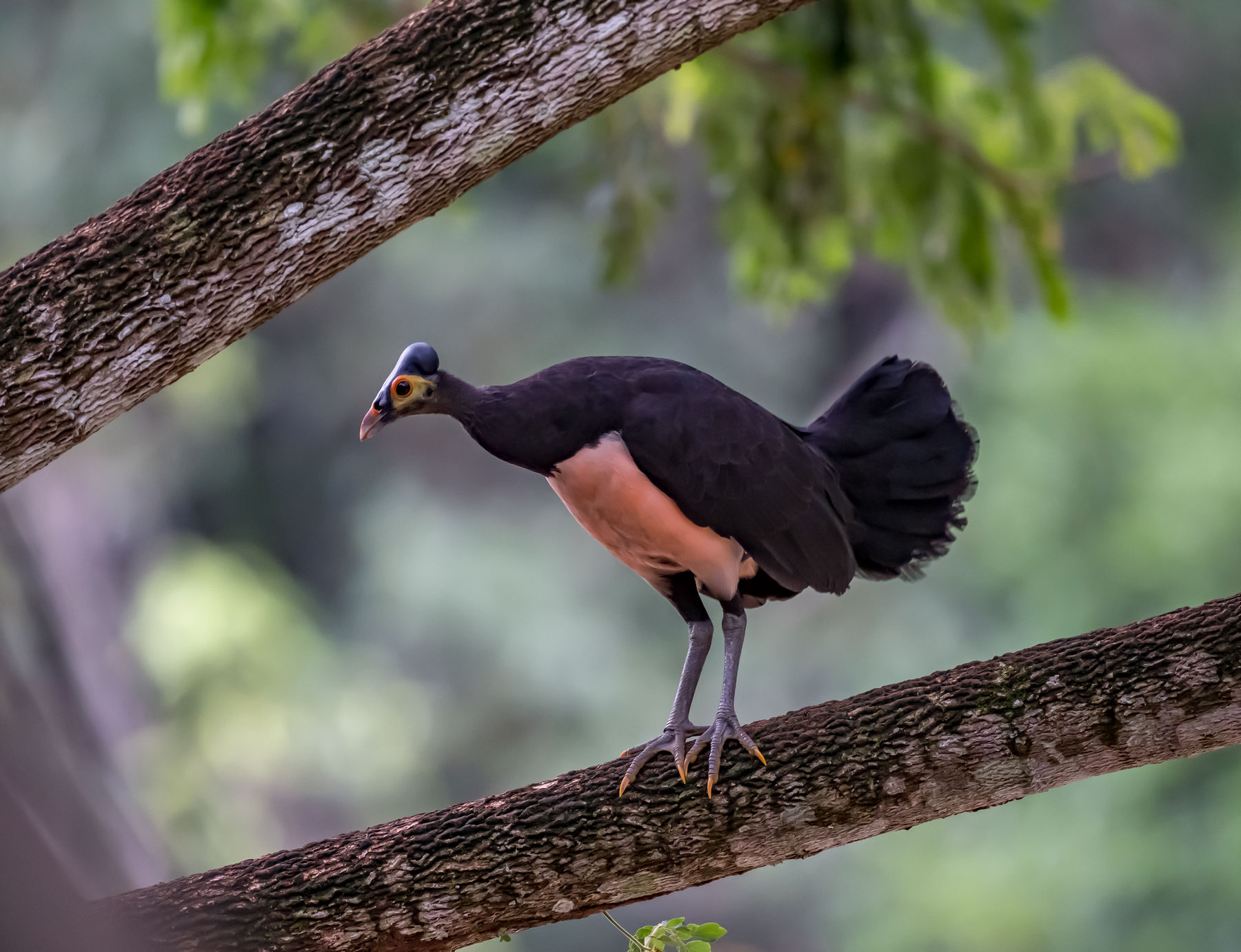 The Maleo of Sulawesi – 10,000 Birds