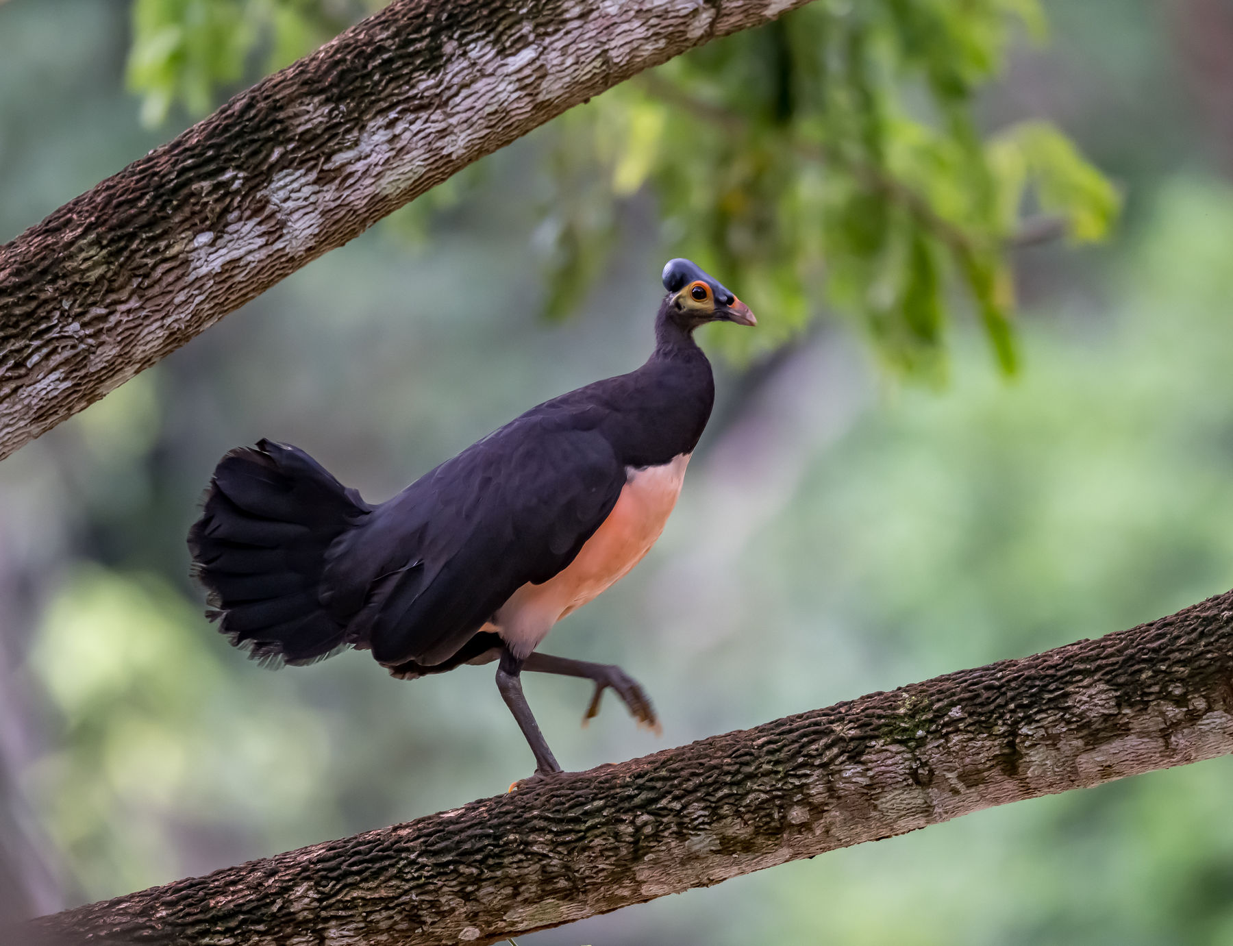 The Maleo of Sulawesi - 10,000 Birds