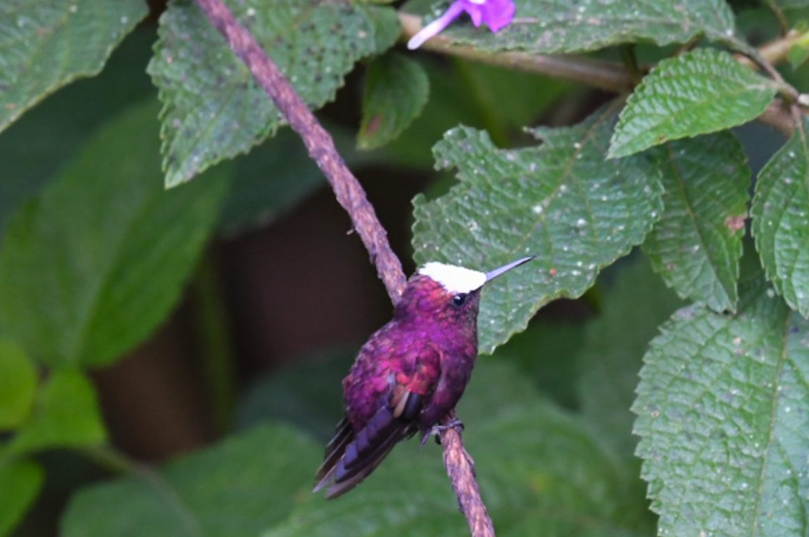 Snowcap Hummingbird