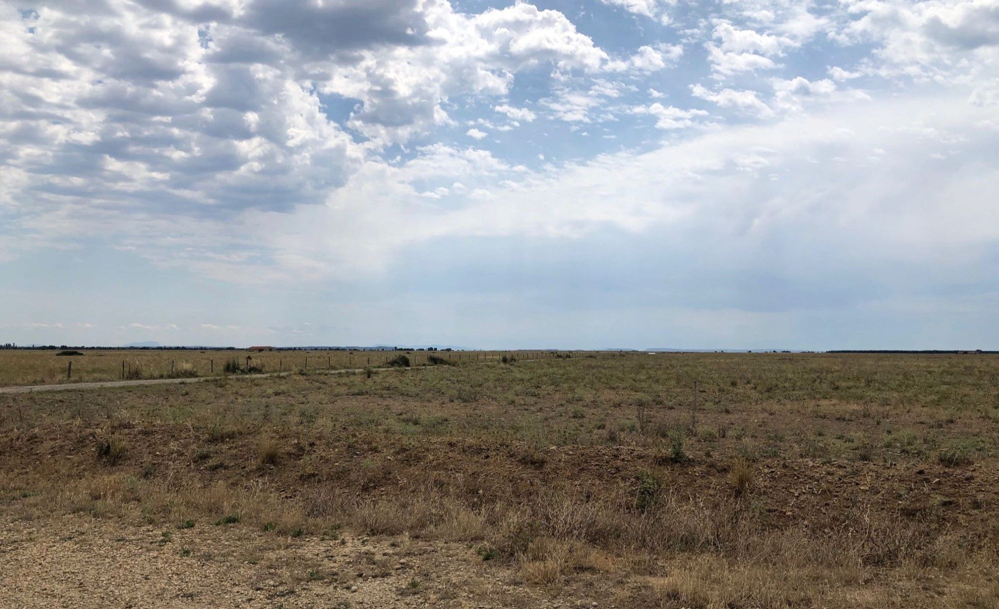 French Steppe Birding within the Coussouls de Crau