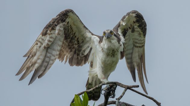 Osprey or Fish Hawk