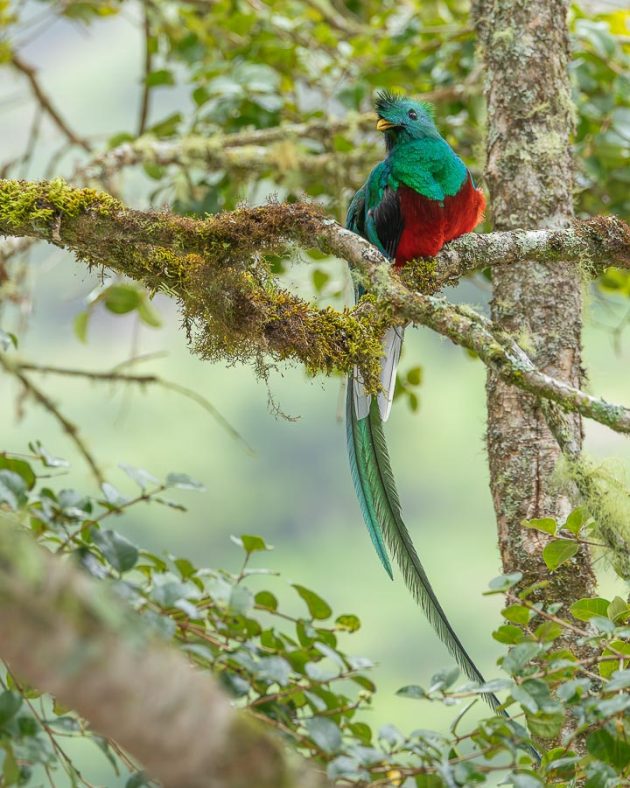 Resplendent Quetzal