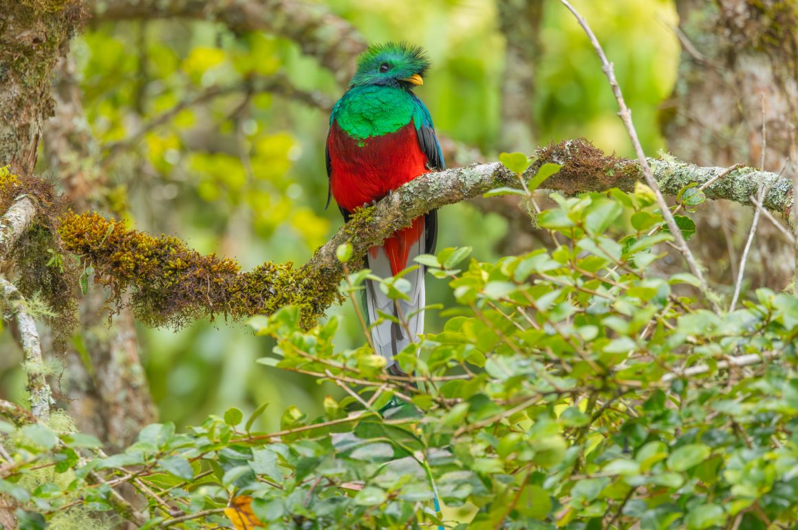 Male Quetzal