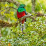 Male Quetzal