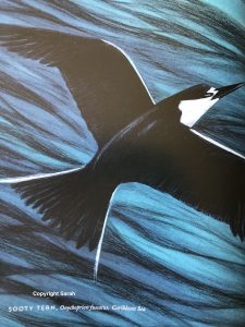 Illustration of a Sooty Tern in flight over the waves, by artist Sarah Pedry in HOW BIRDS SLEEP (a picture book published by MineEditionsUS). 