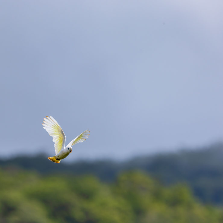 Birding Kolombangara Island – 10,000 Birds