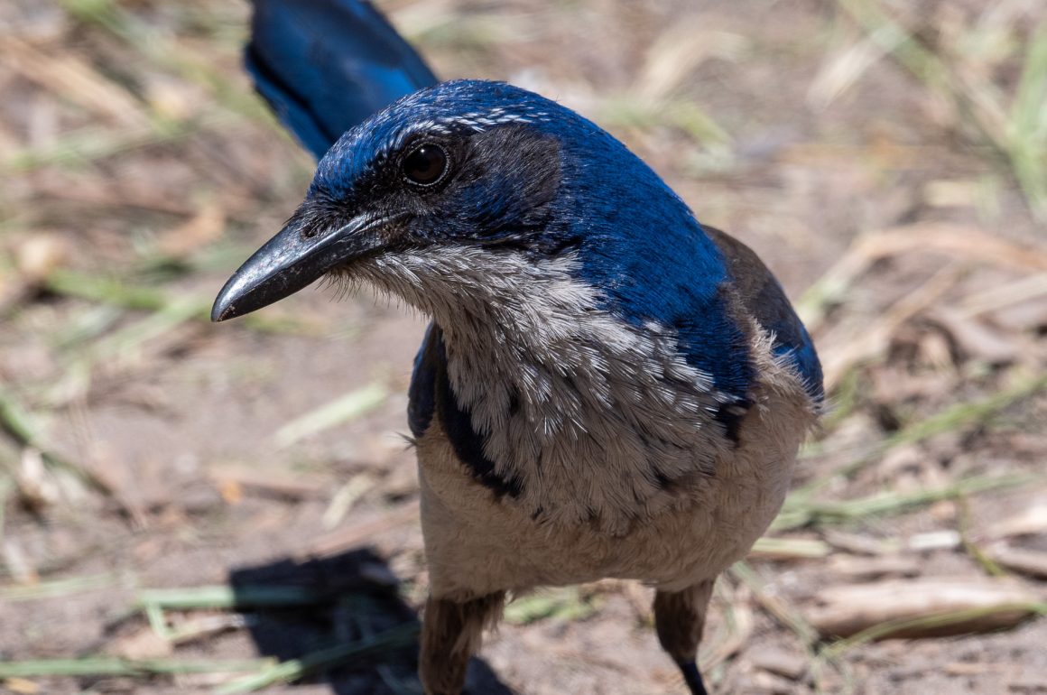 Island Scrub-Jays on Santa Cruz Island - 10,000 Birds