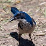 Island Scrub-Jay