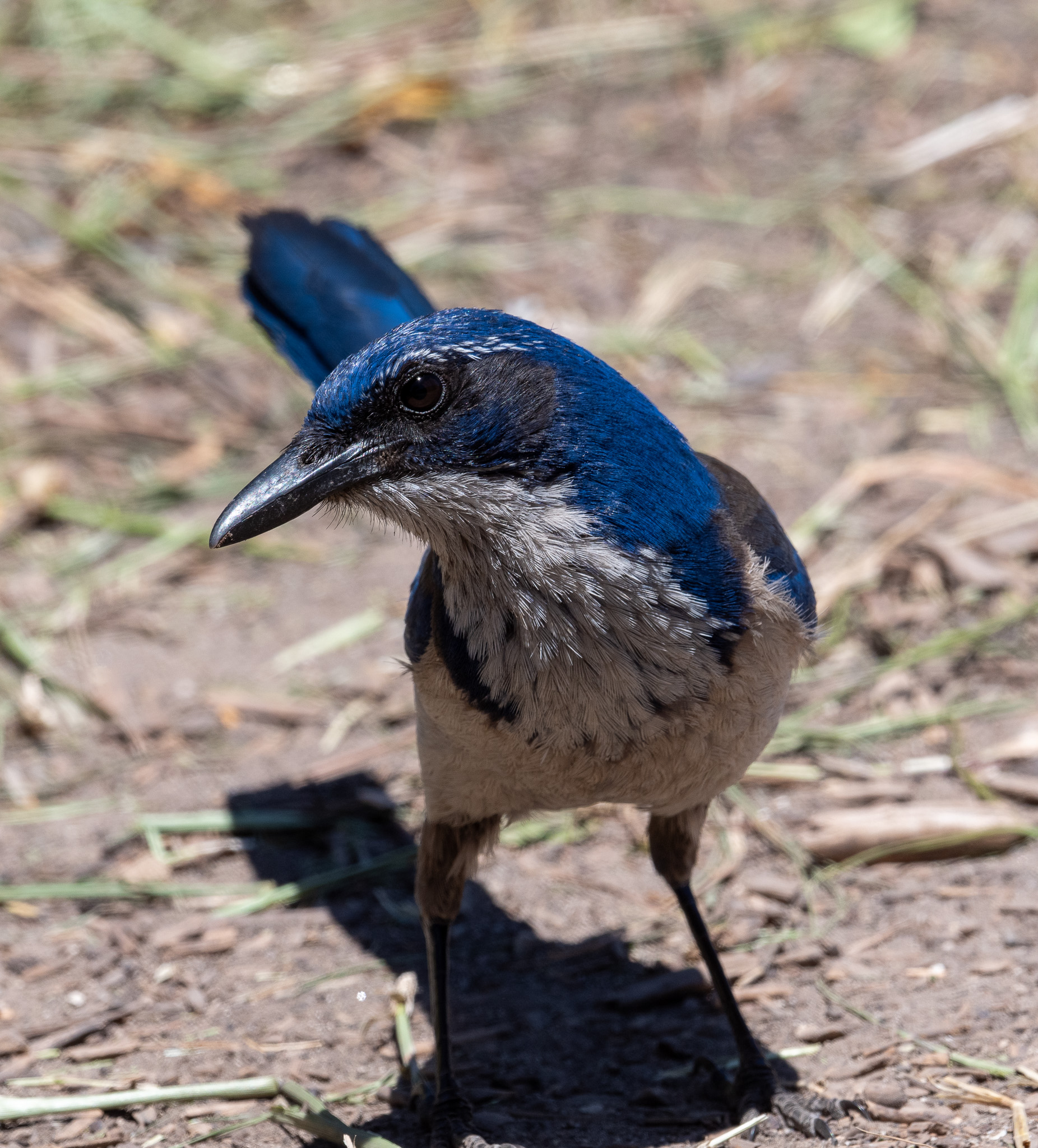 Island Scrub-Jays on Santa Cruz Island