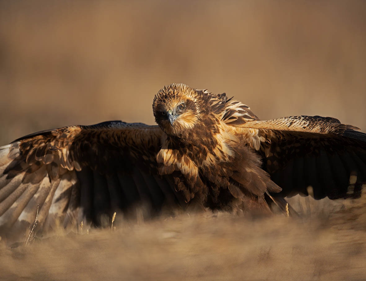 The Western Marsh Harrier – 10,000 Birds