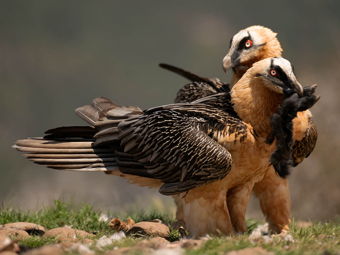 Vultures on the carcass – 10,000 Birds