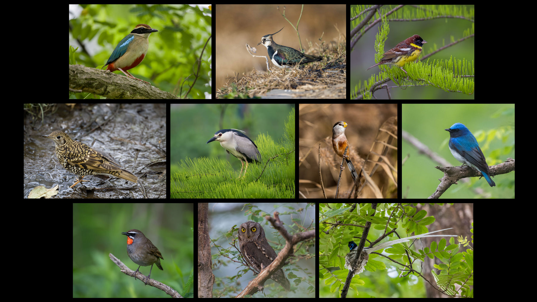 My 10 Favourite Birds of Shanghai