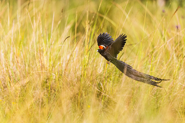 Kinangop Plateau Birding – 10,000 Birds