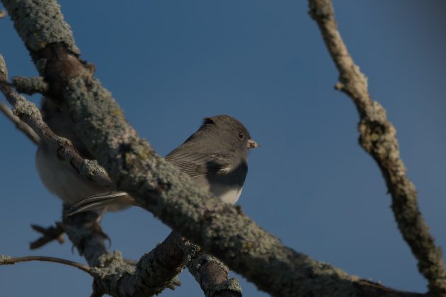 Dark-eyed Junco