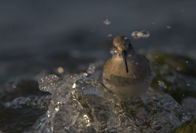 Dunlin in water