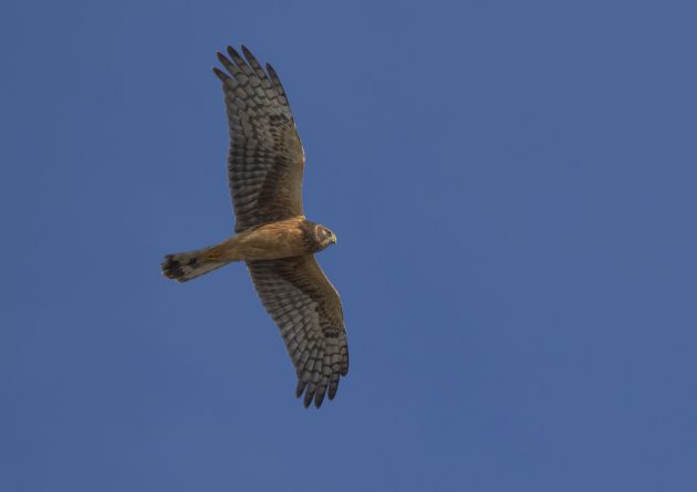 Northern Harrier