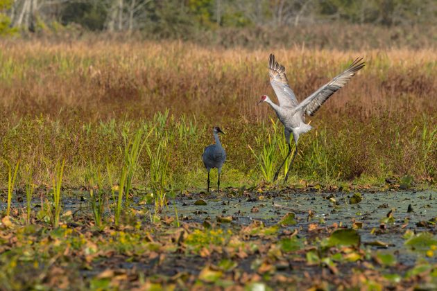 Sandhill Cranes