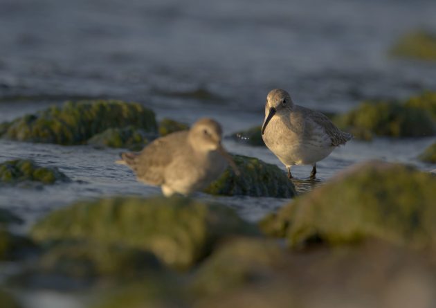 Two Dunlins