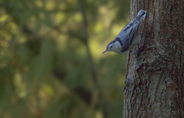 White-breasted Nuthatch