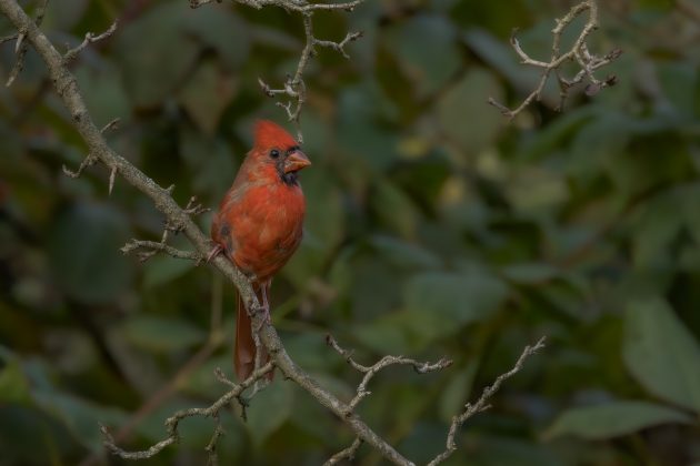 Northern Cardinal