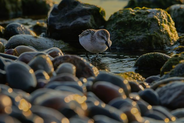 Dunlin feeding