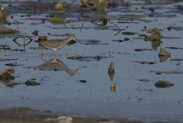 Lesser-Yellowlegs