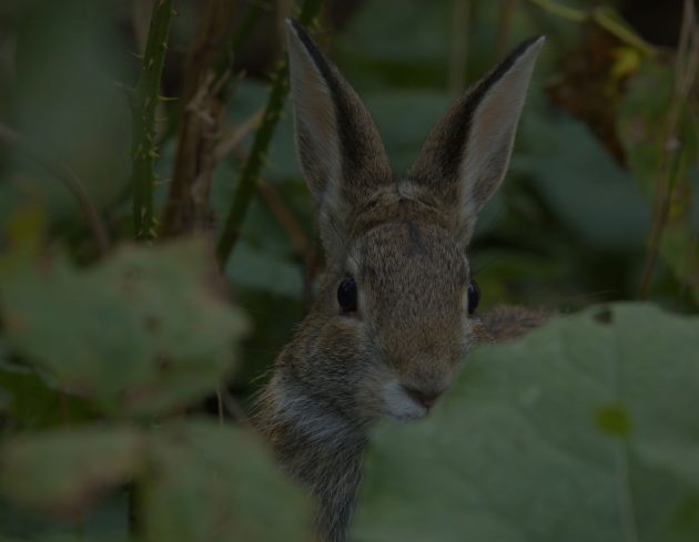 Rabbit