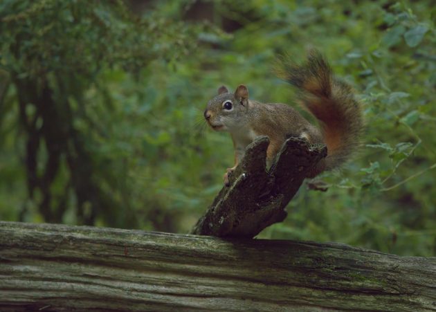 Red- Squirrel