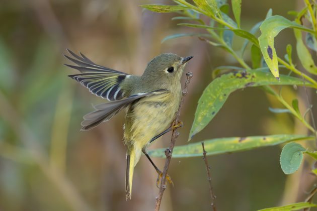 Kinglet