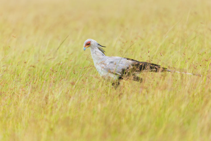 Birds of the Masai Mara